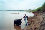 Mekong - Buffalo and owner Mr. Thong Phet